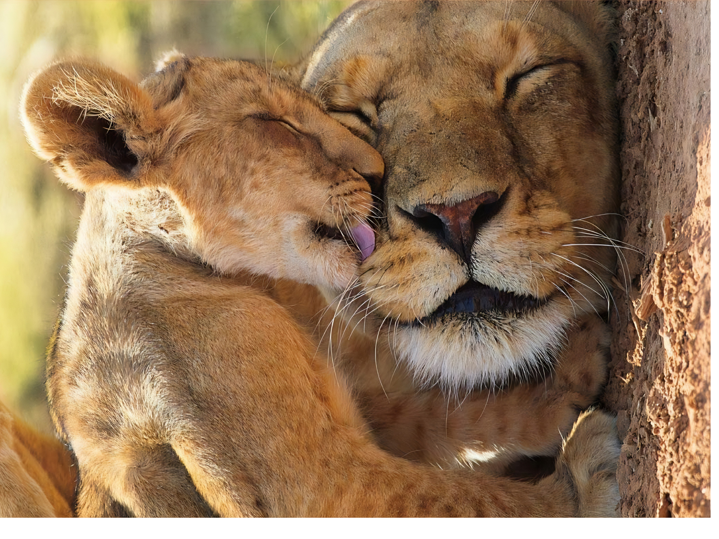 A Mother's Love 500 Pieces