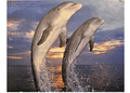Dolphin Fun 500 Pieces