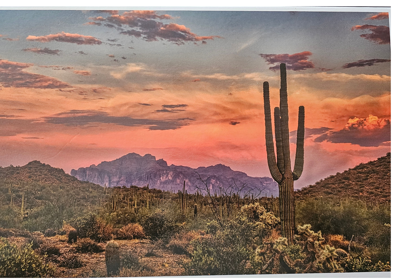 Sunset Cactus 1000 Pieces