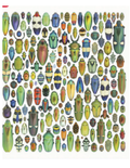 Insect Art 1000 Pieces