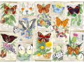 Butterfly Splendor 1000 Pieces