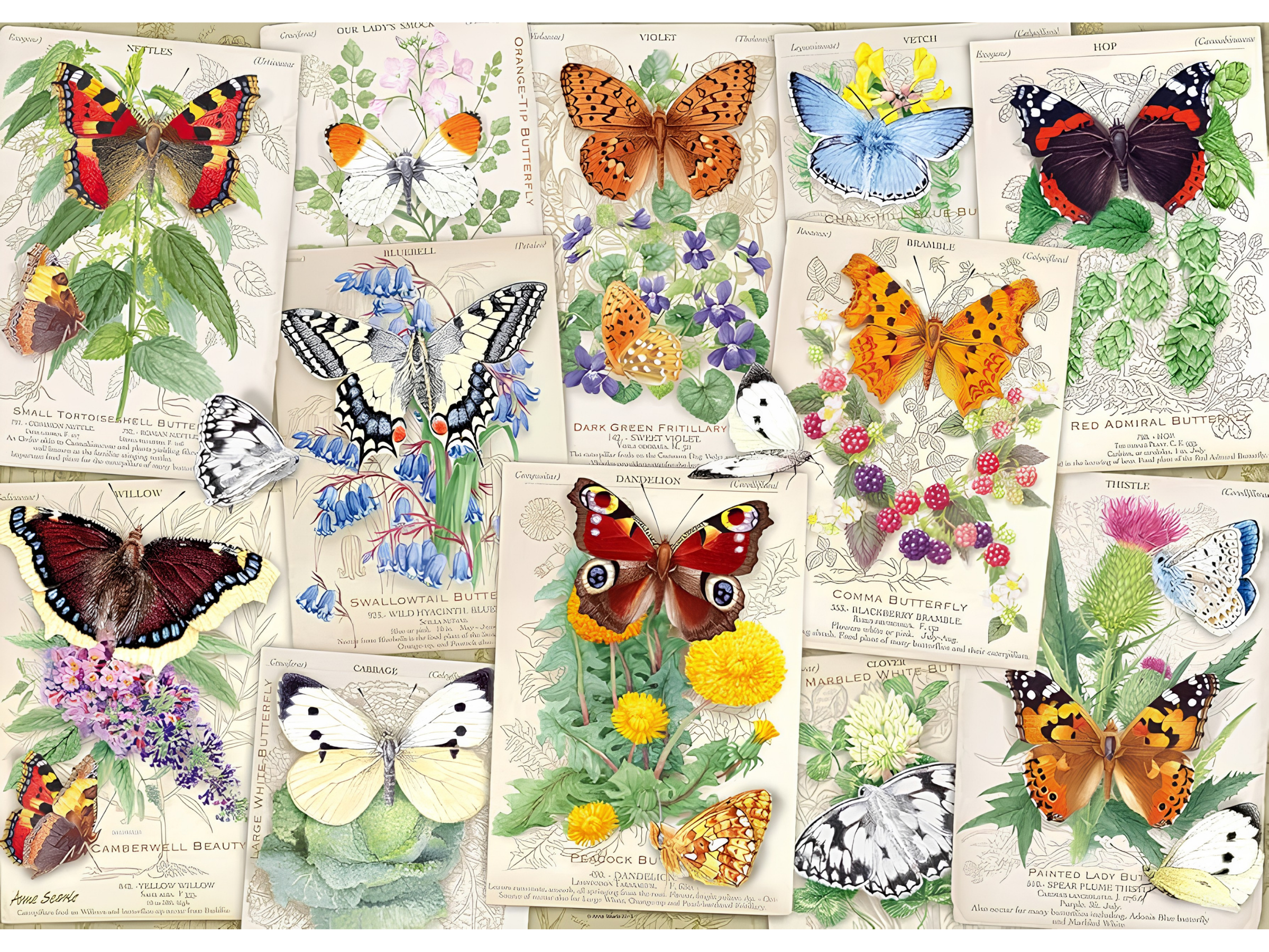 Butterfly Splendor 1000 Pieces