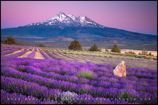 Shasta Lavender 1000 Pieces