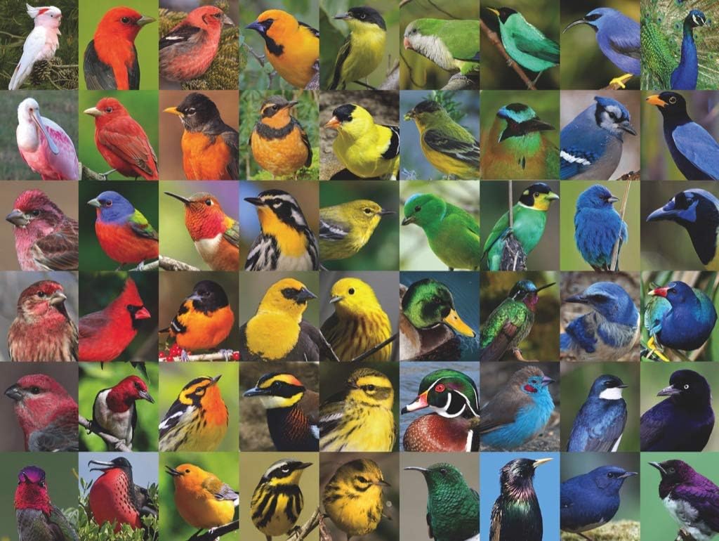 Rainbow of Birds 1000 Pieces