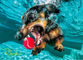 Underwater Dog: Rhoda 1000 Pieces