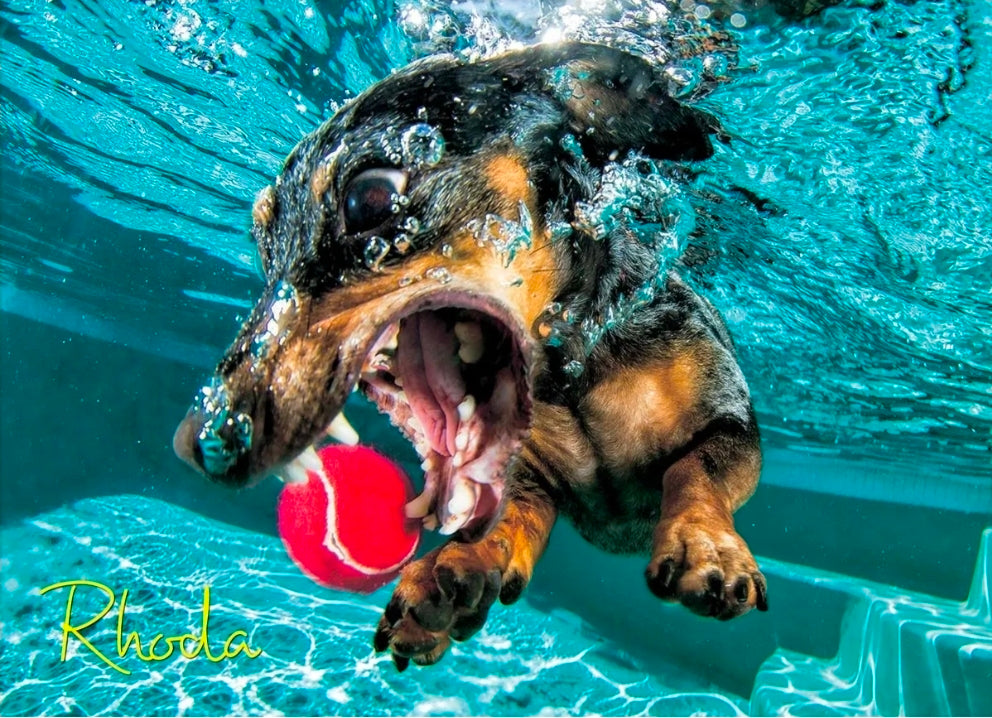 Underwater Dog: Rhoda 1000 Pieces