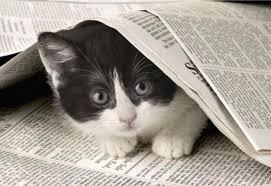 Curious Kitty 1000 Pieces