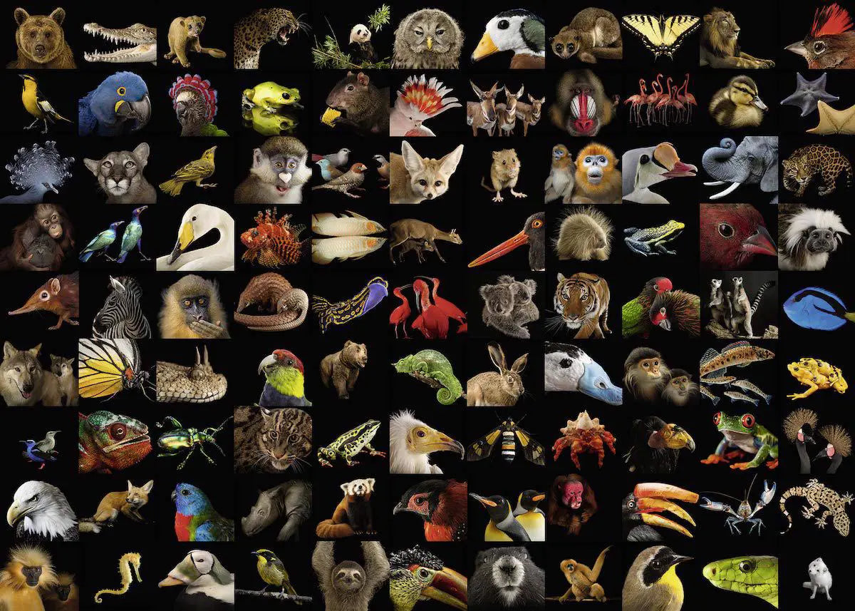 Amazing Animals 1000 Pieces